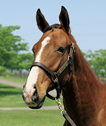 レッドヴァージン16