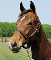 レッドエルザ16