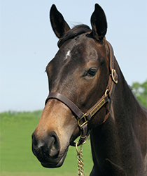 ストゥデンテッサ16