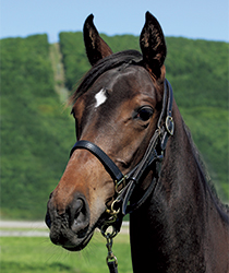 シェーンフレール16