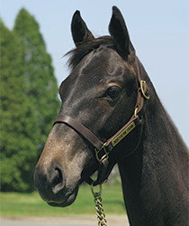 レッドソンブレロ16