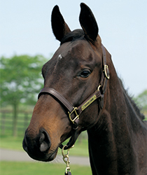 サンクスアロット16