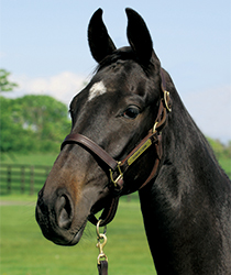 エリザベスムーン16