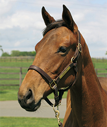 レジュールダムール16