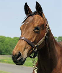 レッドメデューサ16