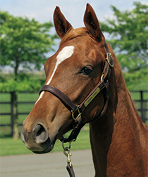 ライラッククイーン16