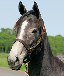 シルバーフォックス16