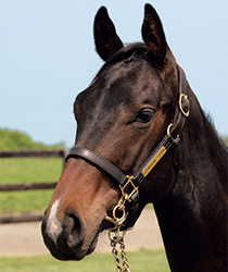 ラピーダシャリナ16