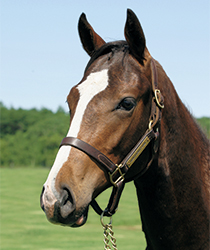 スタイルリスティック16