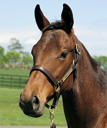 マチカネハヤテ16