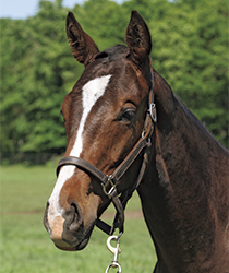 リヴィアローズ16