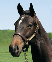 エポカブラヴァ16