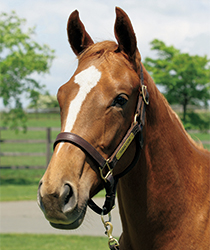 リトルディッパー16