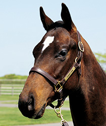 レッドレイチェル17