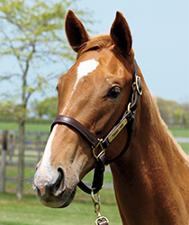 レジュールダムール17