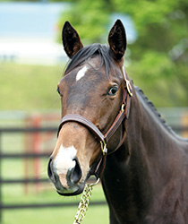 ラグジャリー17