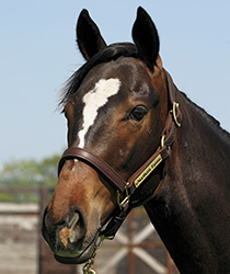 レッドジゼル17