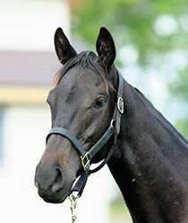 ブランシェール17