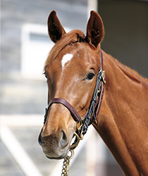 アクアシャンデリア17