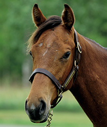 ディエンティ17