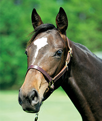 ビジュアルショック17