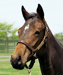 ステイアライヴ17