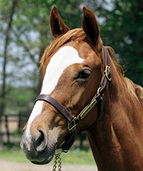 レッドメデューサ17