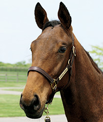 アンリミテッドバジェット17