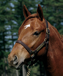 ストゥデンテッサ17