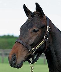 レッドソンブレロ17