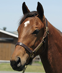 レジェンドトレイル17