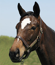 レッドエルザ17