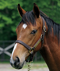 チャームドヴェール17