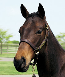 リュポメルー17