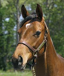 ディエンティ19