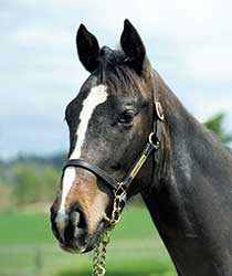 レッドセシリア19