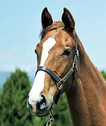 レッドエルザ19