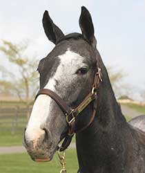 ビーチパラソル19