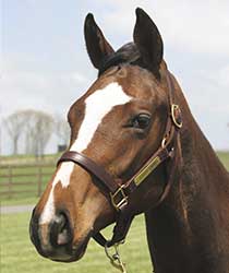 ナッシングバットドリームズ19