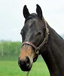 レッドシェリール19