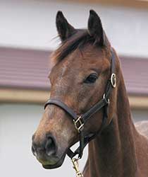 シルバーフォックス19