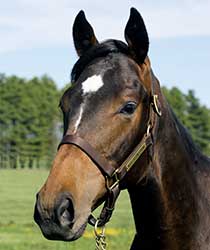 レッドファンタジア19