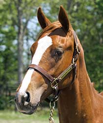 レッドメデューサ19