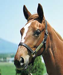 レイナソフィア19