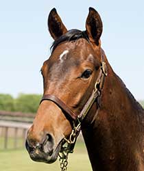 モスカートローザ19