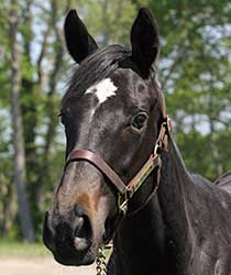 ビニャデルマール19