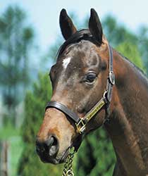 レッドアマビリス19