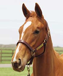 ノスタルジア19