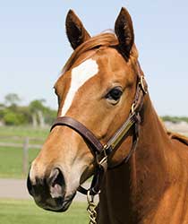 レッドクラウディア19