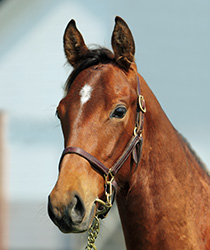 シーサイドホーム18